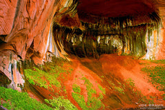 Hanging Garden Conservation: Preserving Zion’s Rarest Flora