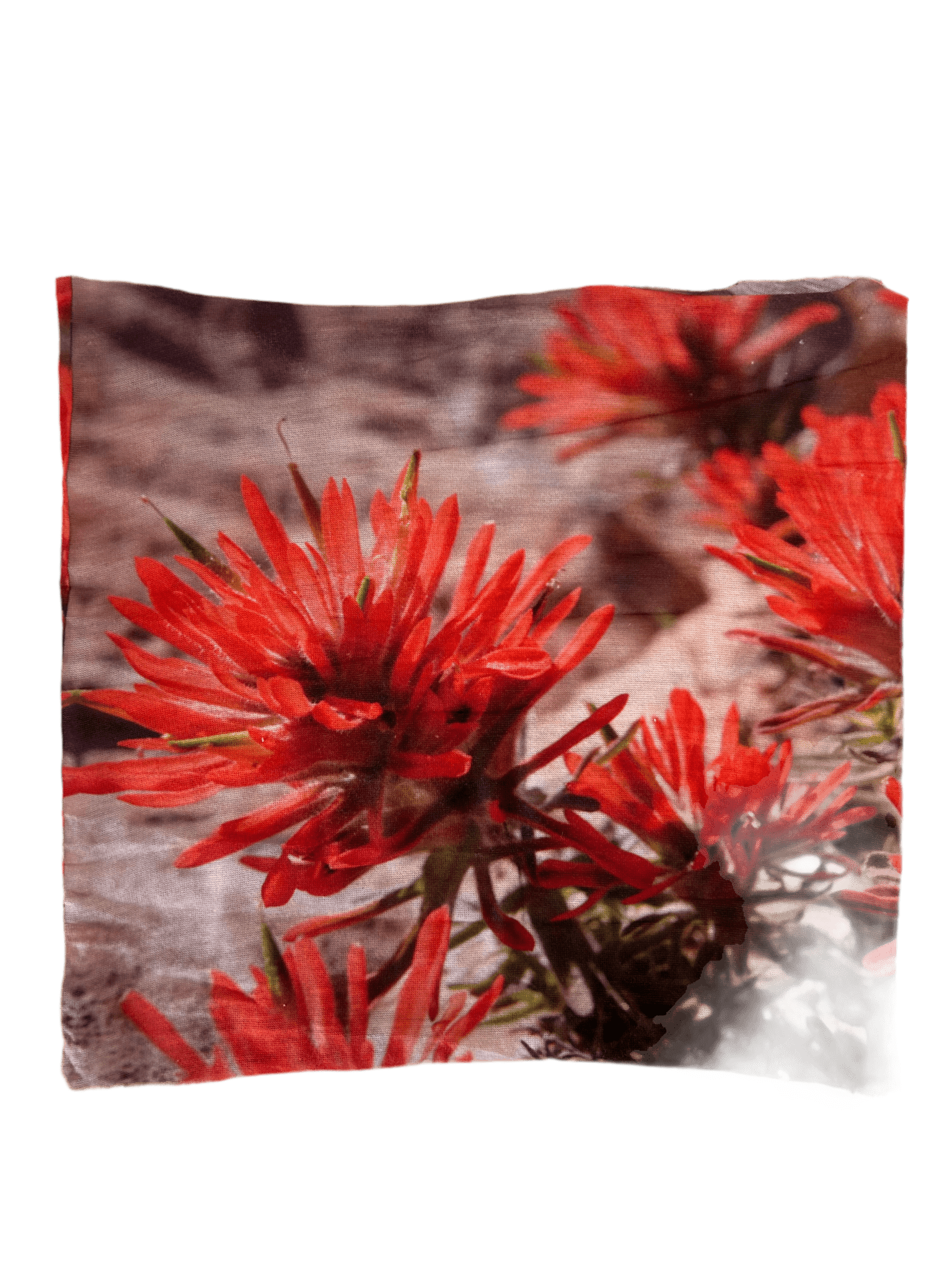 Headband - Indian Paintbrush CEBR - Zion Natl Park Forever Project