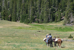 Improving Wilderness Trails in the Pine Valley Mountains