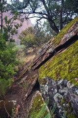 Hidden Life of Zion: Documenting Mosses, Lichens, and Liverworts