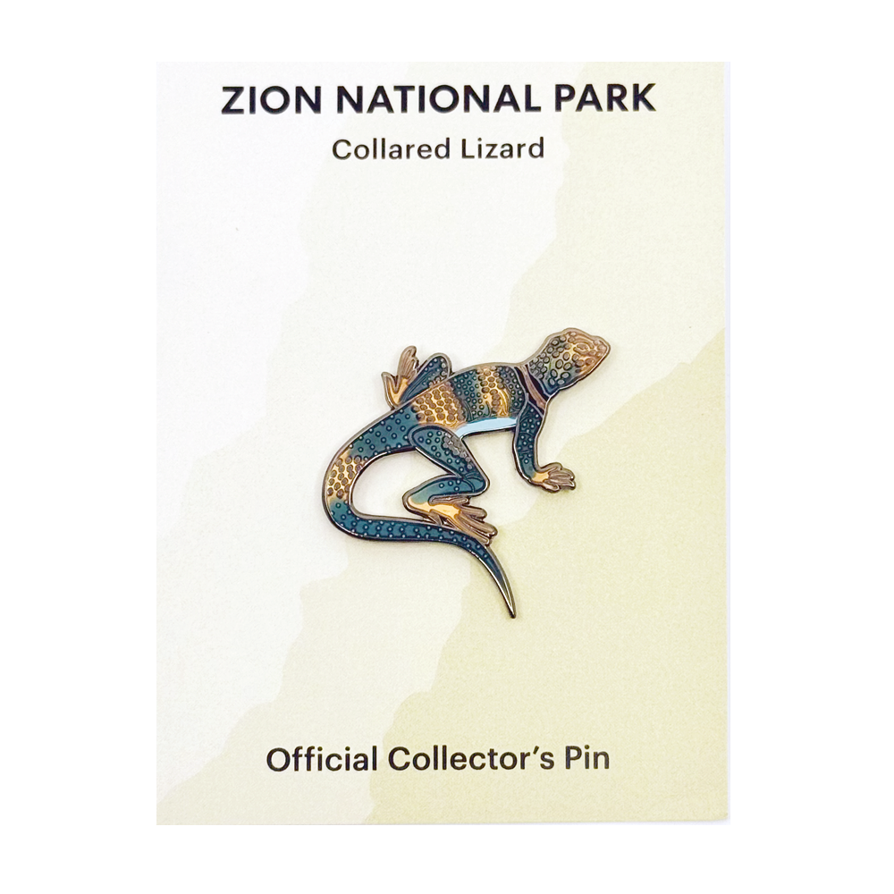 Pin - Animal - Collared Lizard - Zion Natl Park Forever Project