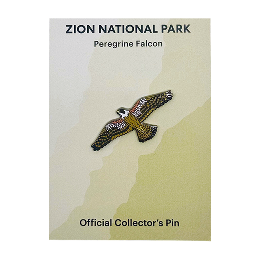 Pin - Animal - Peregrine Falcon - Zion Natl Park Forever Project
