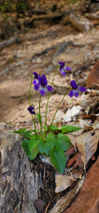 Preserving Genetic Treasure: The DNA Sequencing of Clausen’s Violet