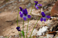Preserving Genetic Treasure: The DNA Sequencing of Clausen’s Violet
