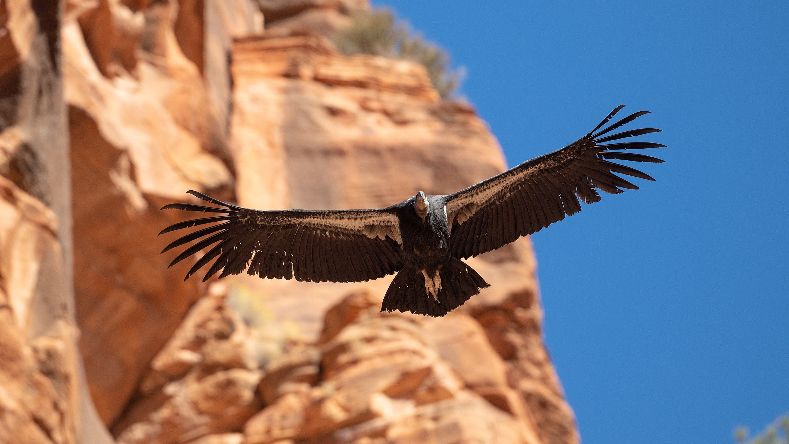Reaching New Heights: Condor Conservation in Zion