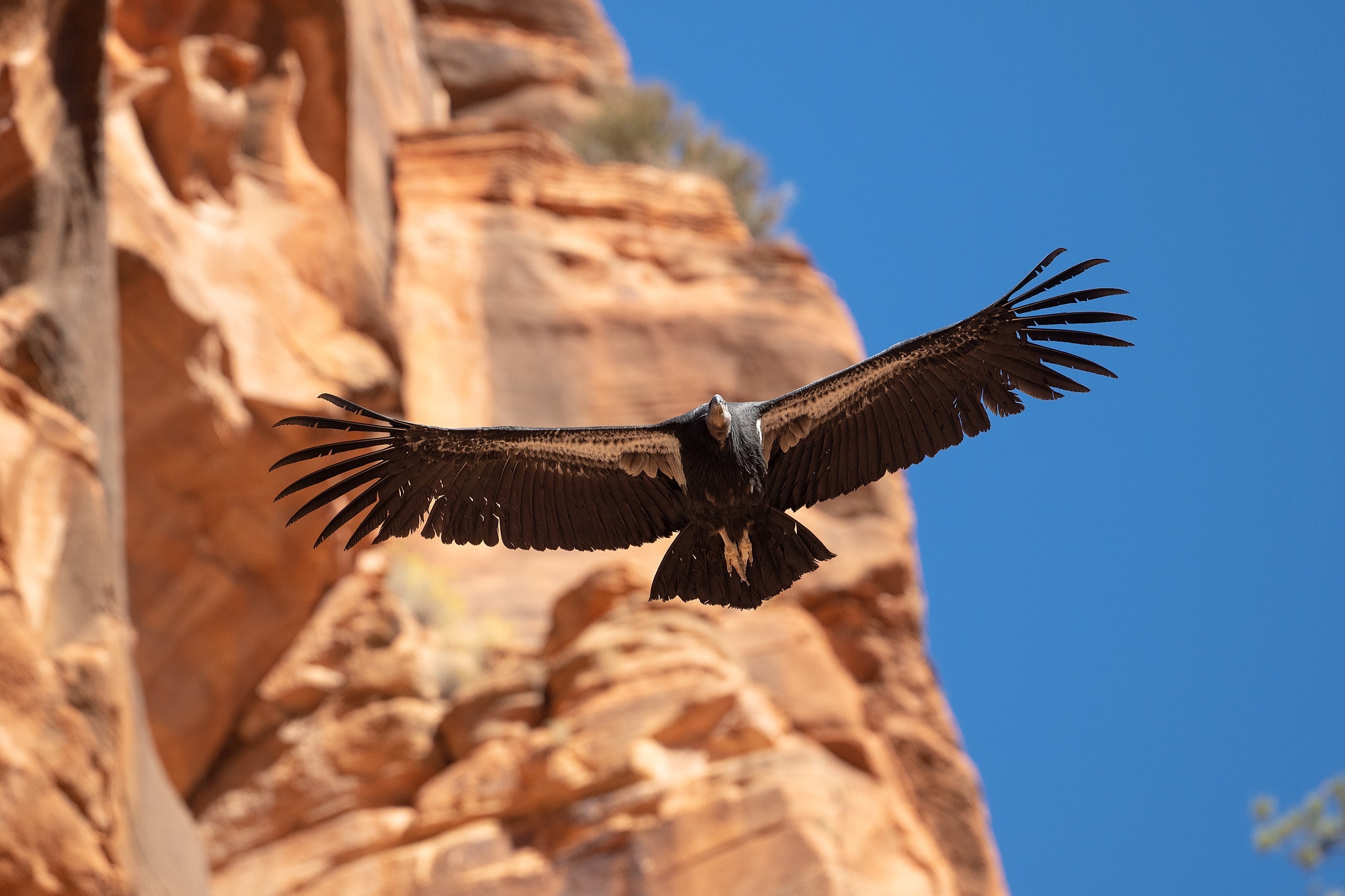 Reaching New Heights: Condor Conservation in Zion