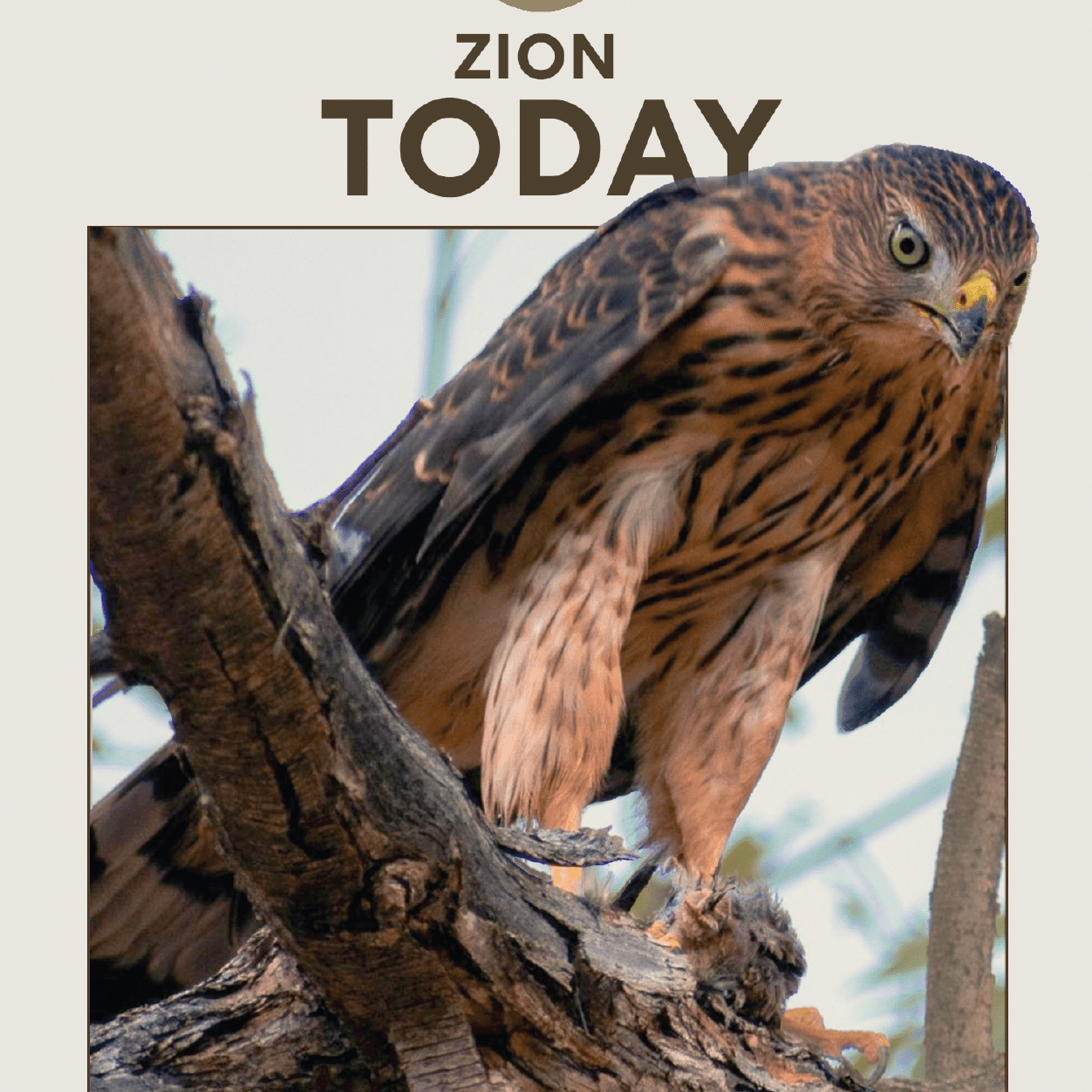 Enriching the Visitor Experience - Bird Replicas in Zion Visitor Center