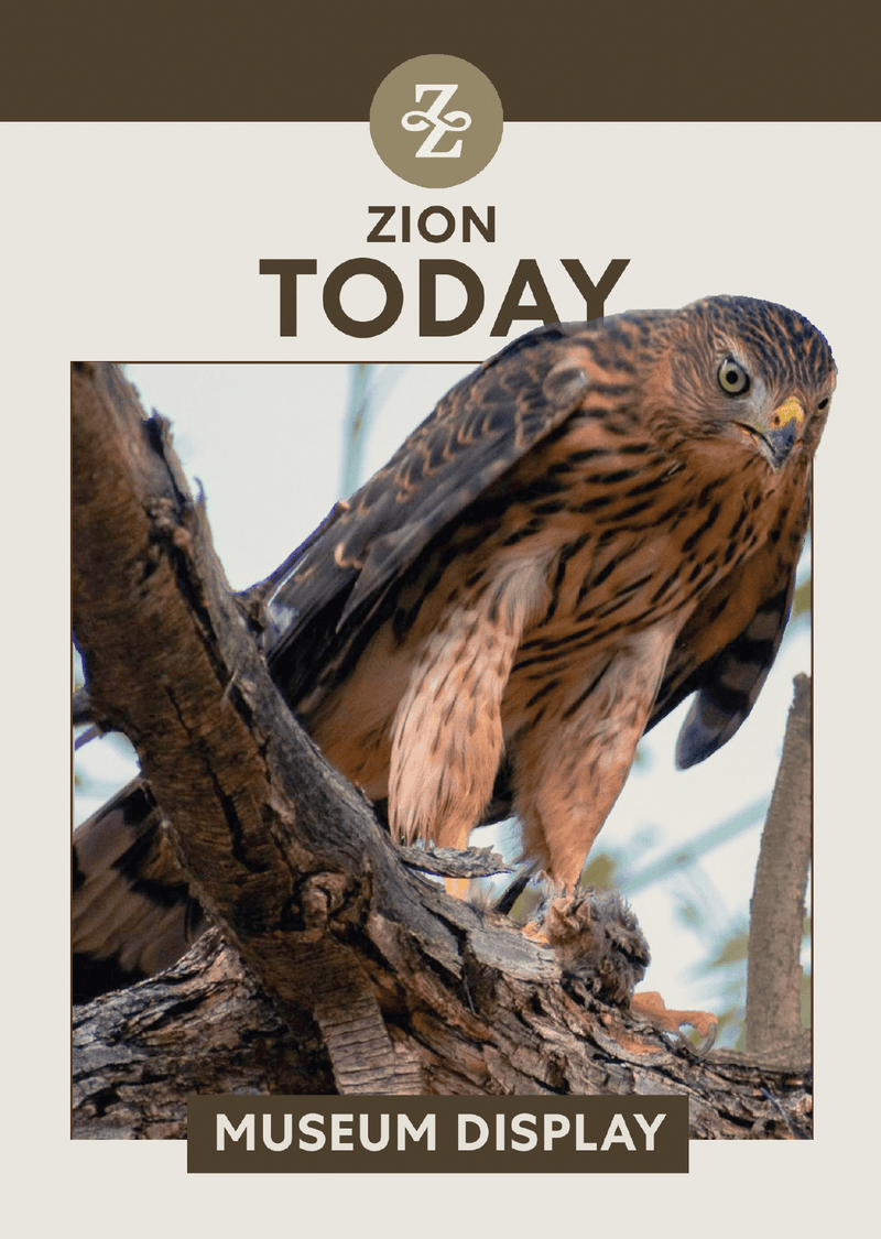 Enriching the Visitor Experience - Bird Replicas in Zion Visitor Center