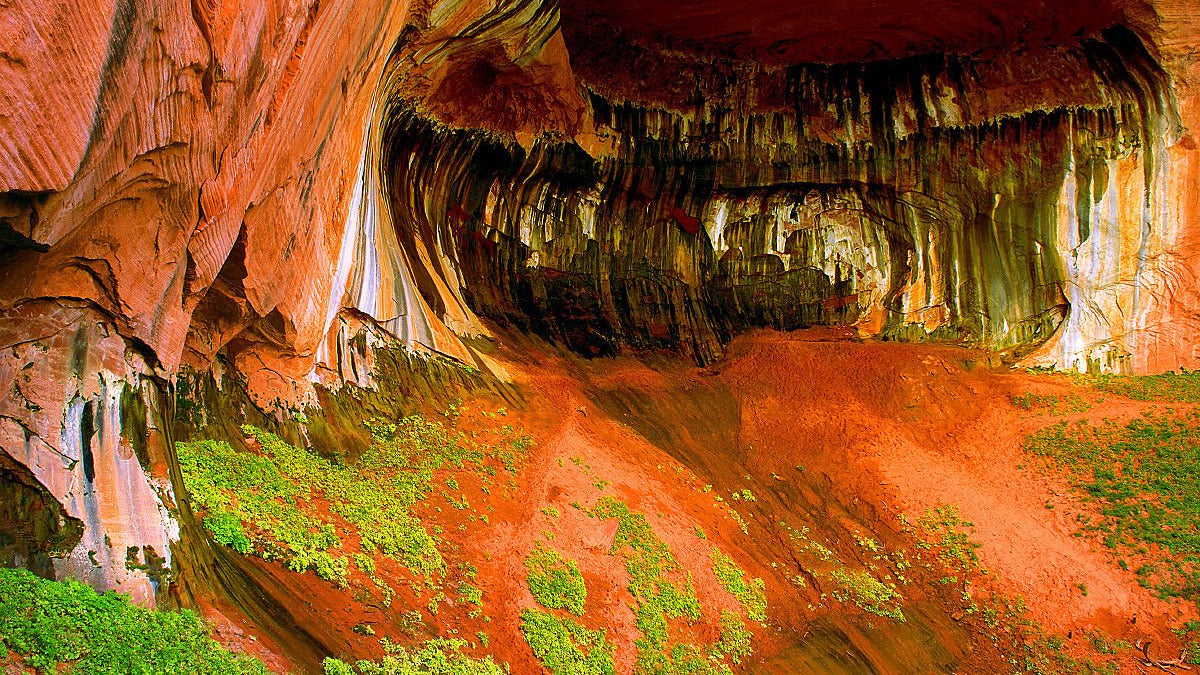 Hanging Garden Conservation: Preserving Zion’s Rarest Flora