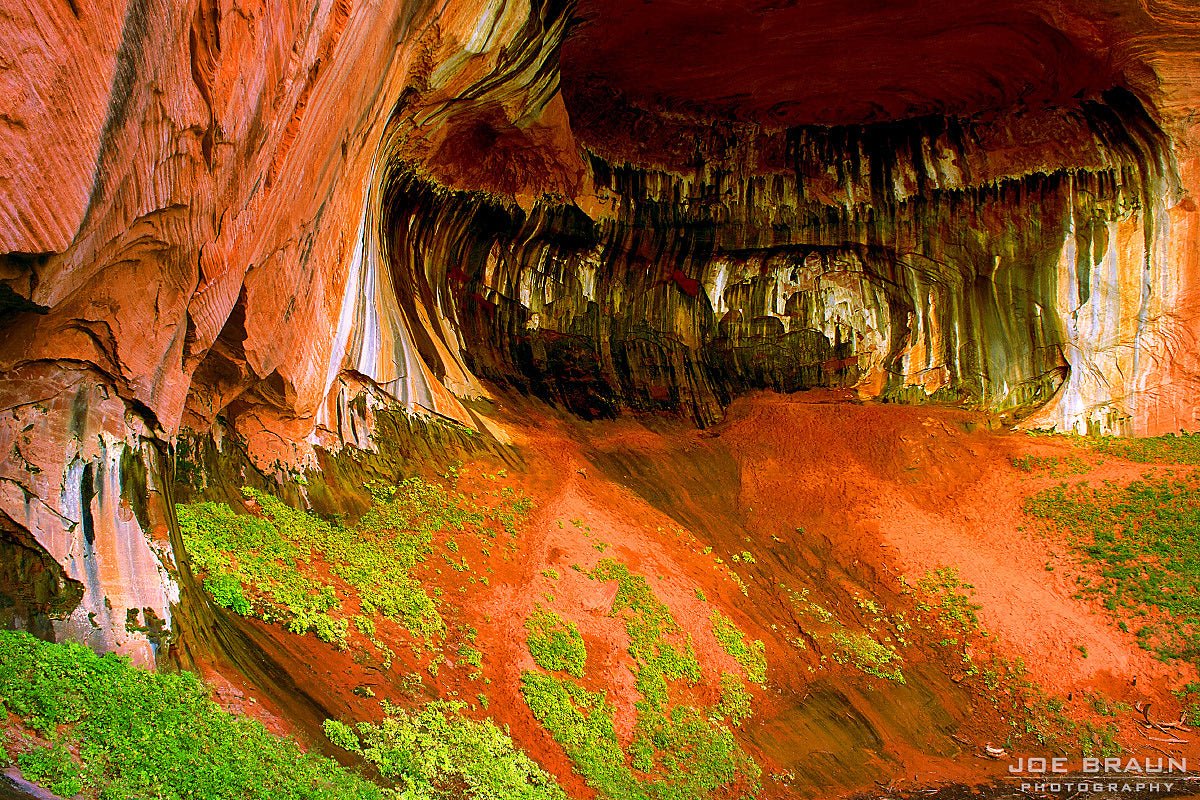Hanging Garden Conservation: Preserving Zion’s Rarest Flora