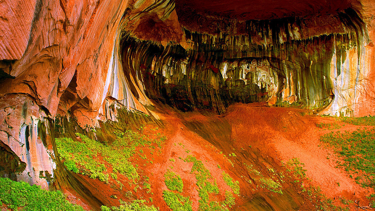 Hanging Garden Conservation: Preserving Zion’s Rarest Flora