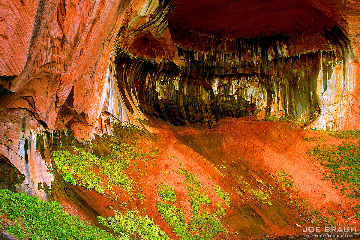 Hanging Garden Conservation: Preserving Zion’s Rarest Flora