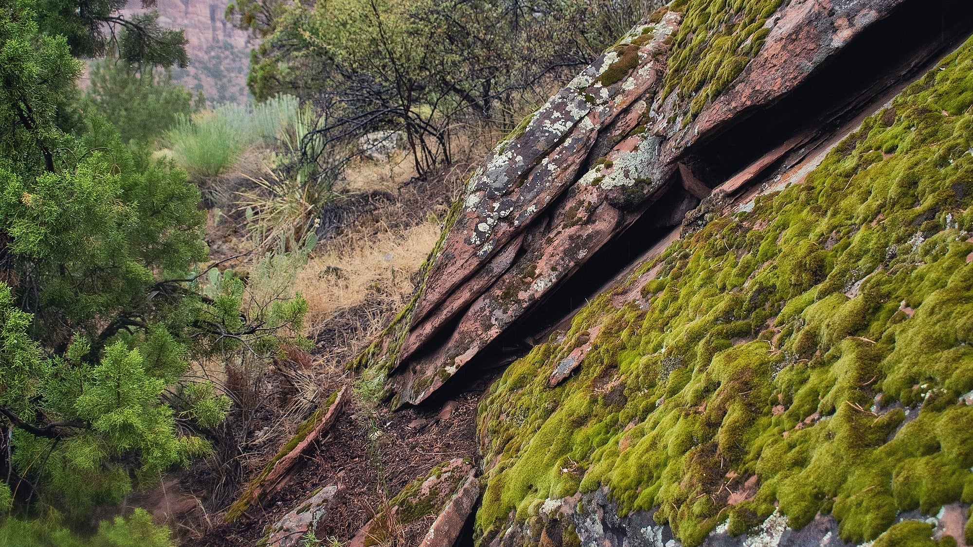 Hidden Life of Zion: Documenting Mosses, Lichens, and Liverworts