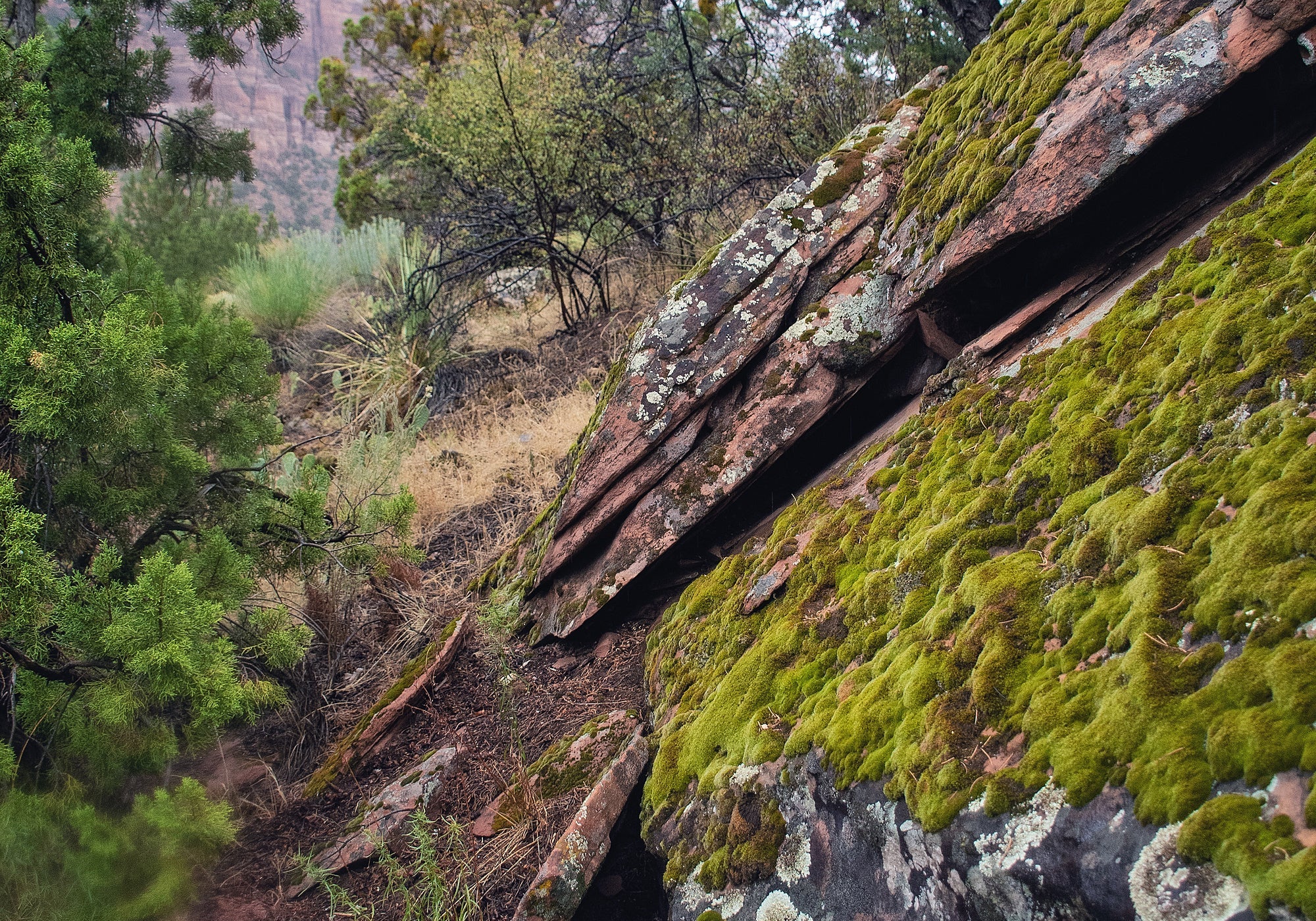 Hidden Life of Zion: Documenting Mosses, Lichens, and Liverworts