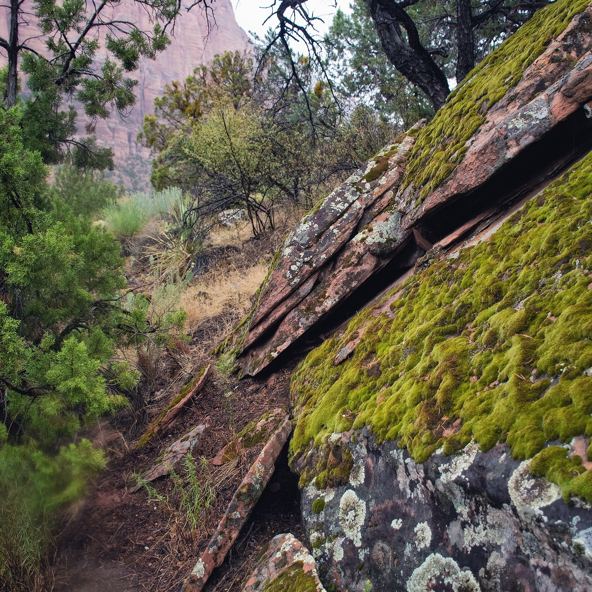Hidden Life of Zion: Documenting Mosses, Lichens, and Liverworts