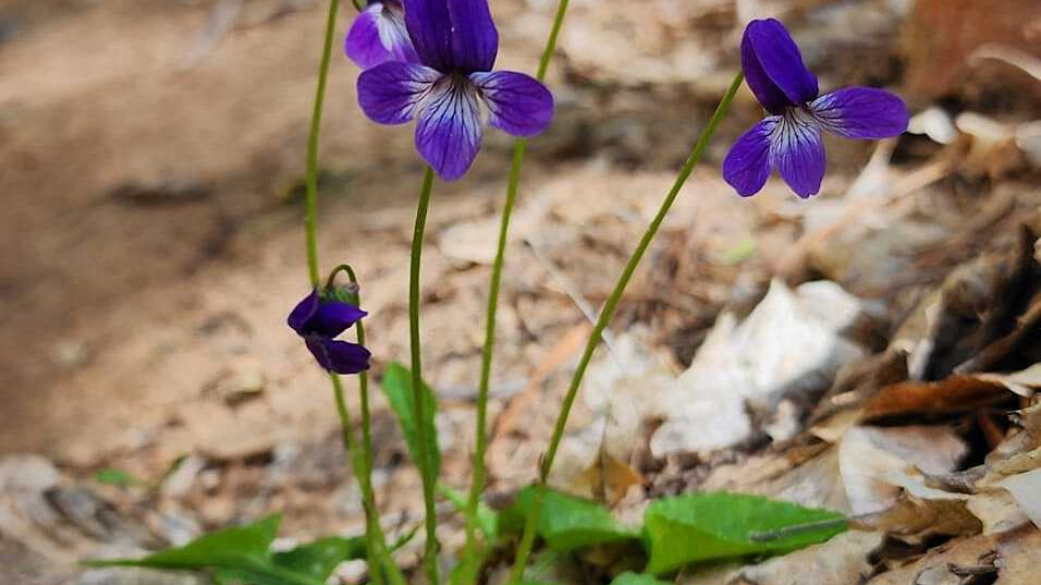 Preserving Genetic Treasure: The DNA Sequencing of Clausen’s Violet