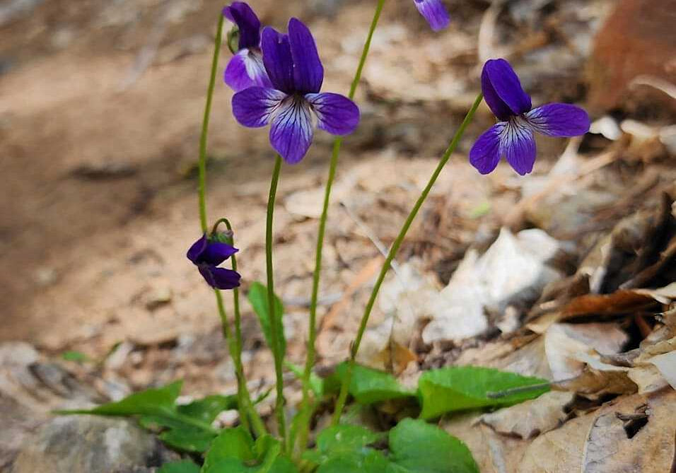Preserving Genetic Treasure: The DNA Sequencing of Clausen’s Violet