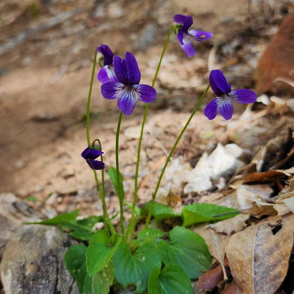 Preserving Genetic Treasure: The DNA Sequencing of Clausen’s Violet