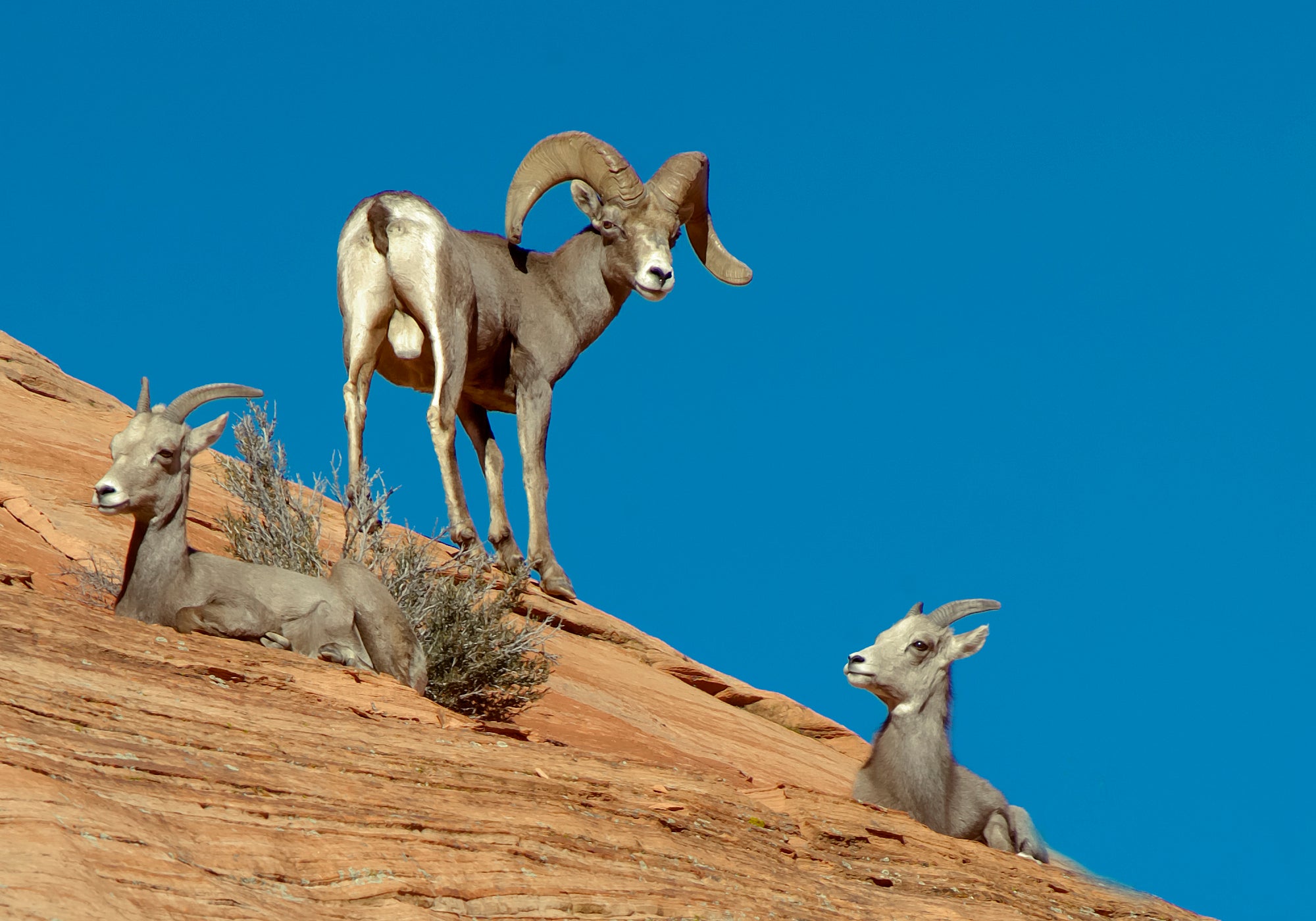 Desert bighorn sheep in Zion National Park