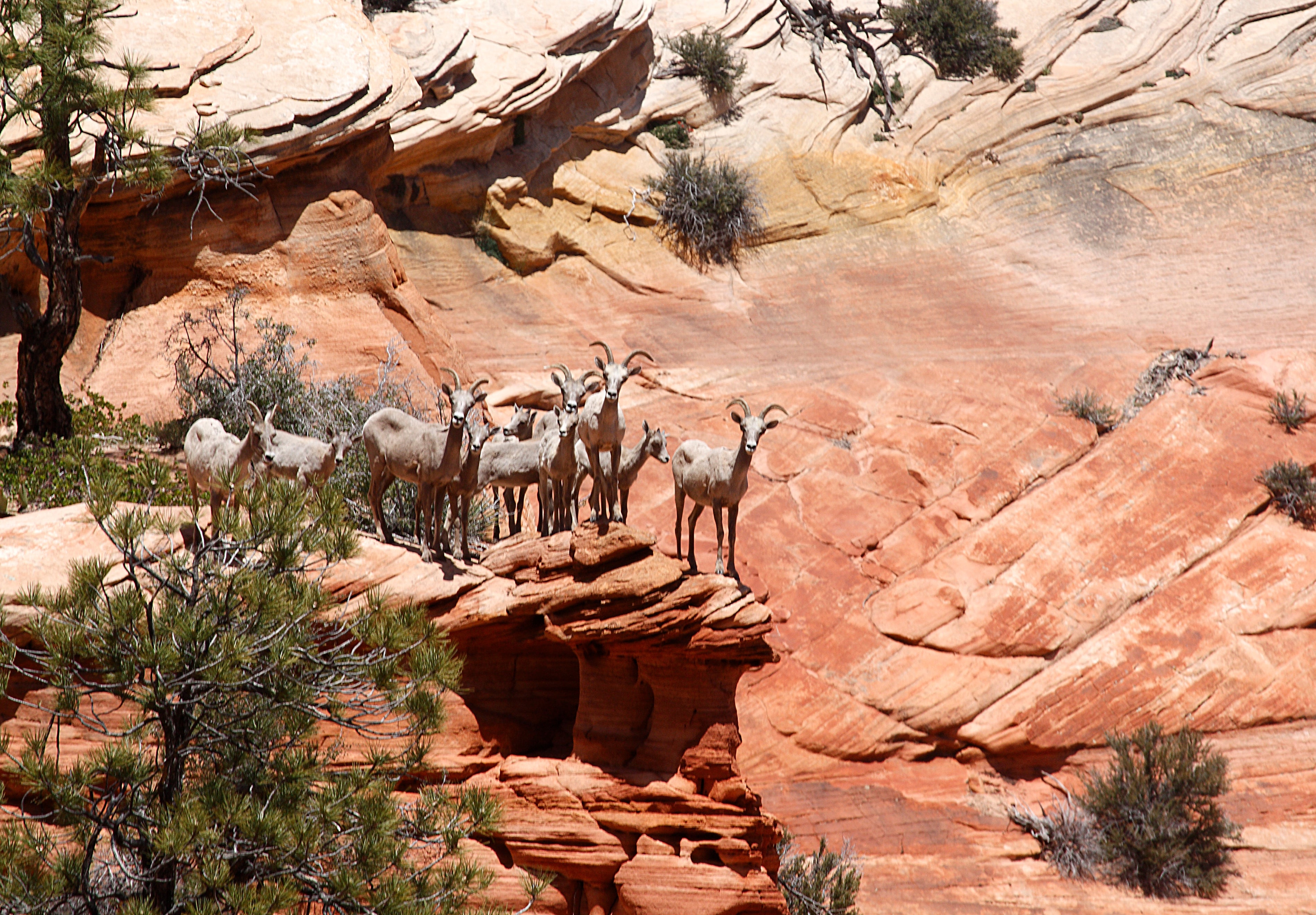 Welcome to the Herd!