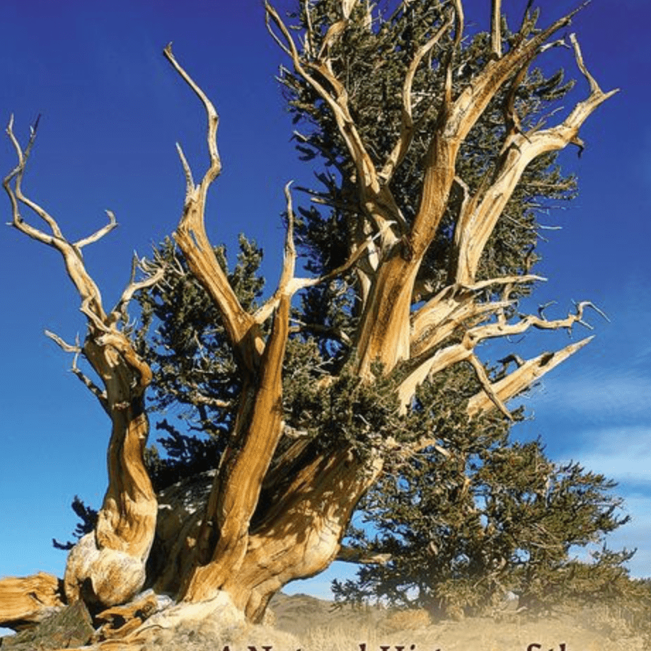Book - Bristlecone Book CEBR - Zion Natl Park Forever Project
