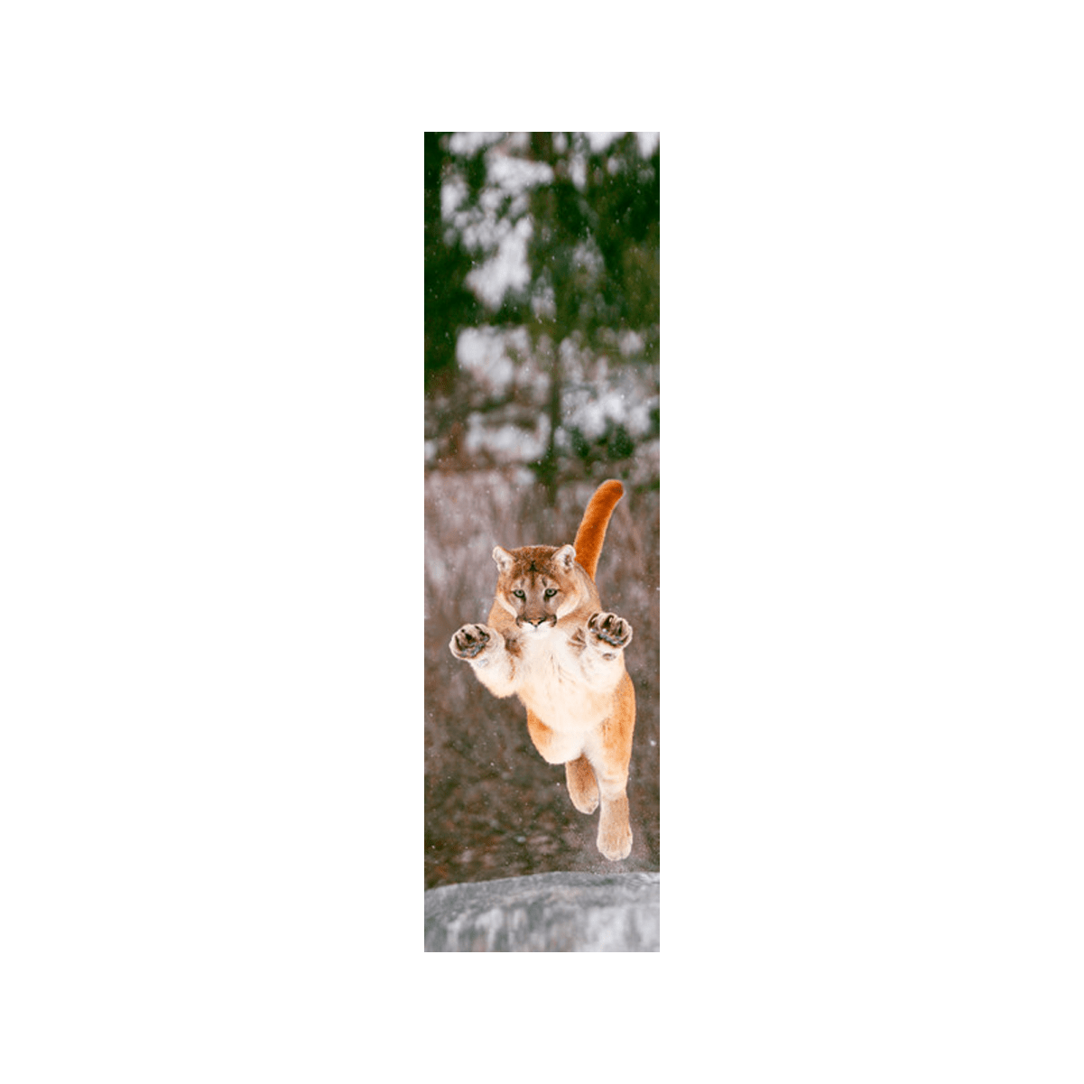 Bookmark - Mountain Lion/Cougar - Zion Natl Park Forever Project