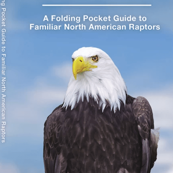 Folding - Pocket Nat Guide - Birds Prey - Zion Natl Park Forever Project