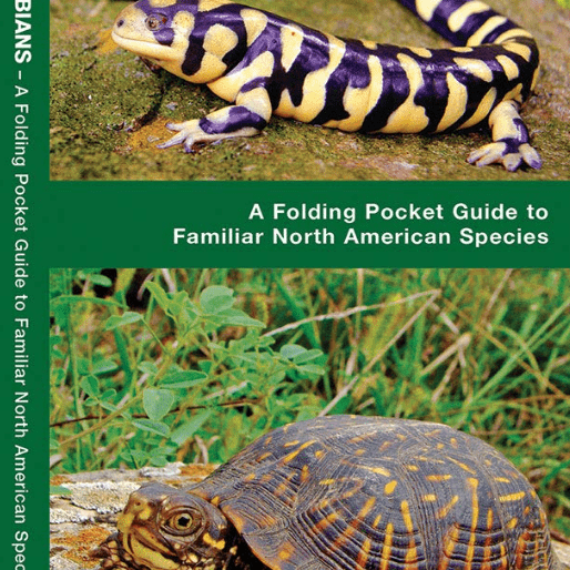 Folding - Pocket Nat Guide - Reptile Amphibian - Zion Natl Park Forever Project