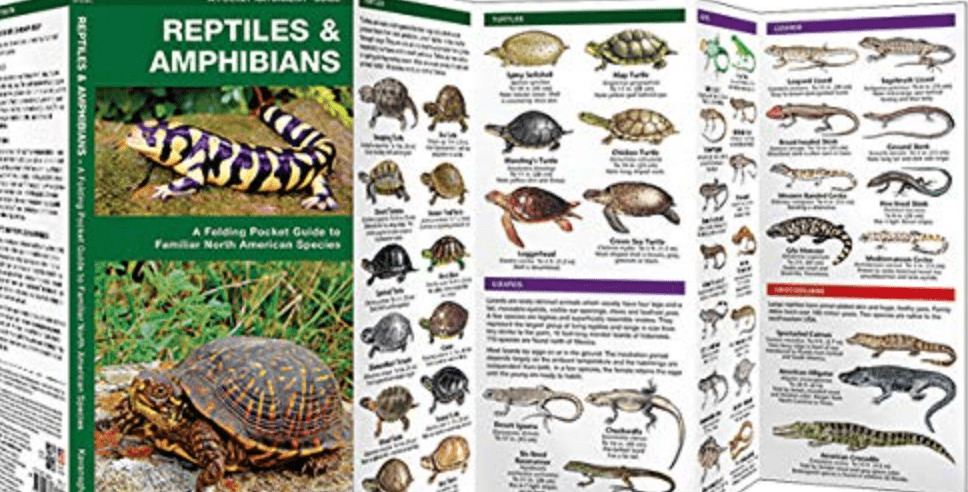 Folding - Pocket Nat Guide - Reptile Amphibian - Zion Natl Park Forever Project