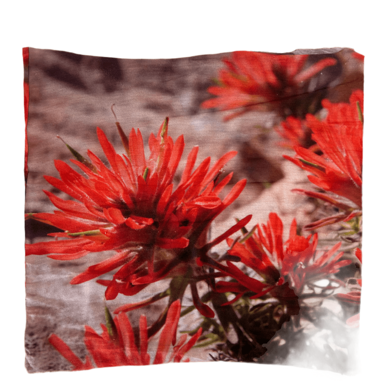 Headband - Indian Paintbrush CEBR - Zion Natl Park Forever Project