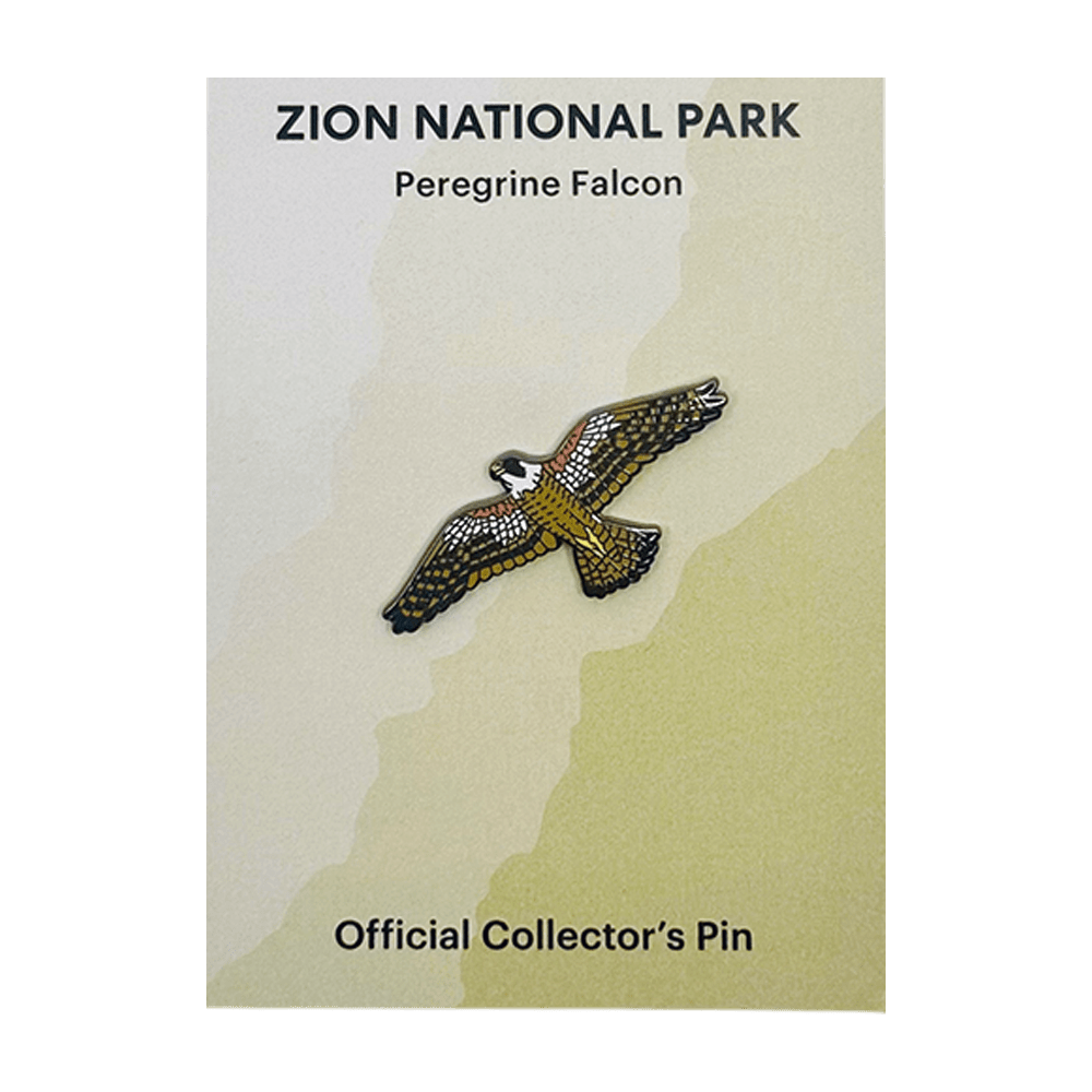 Pin - Animal - Peregrine Falcon - Zion Natl Park Forever Project