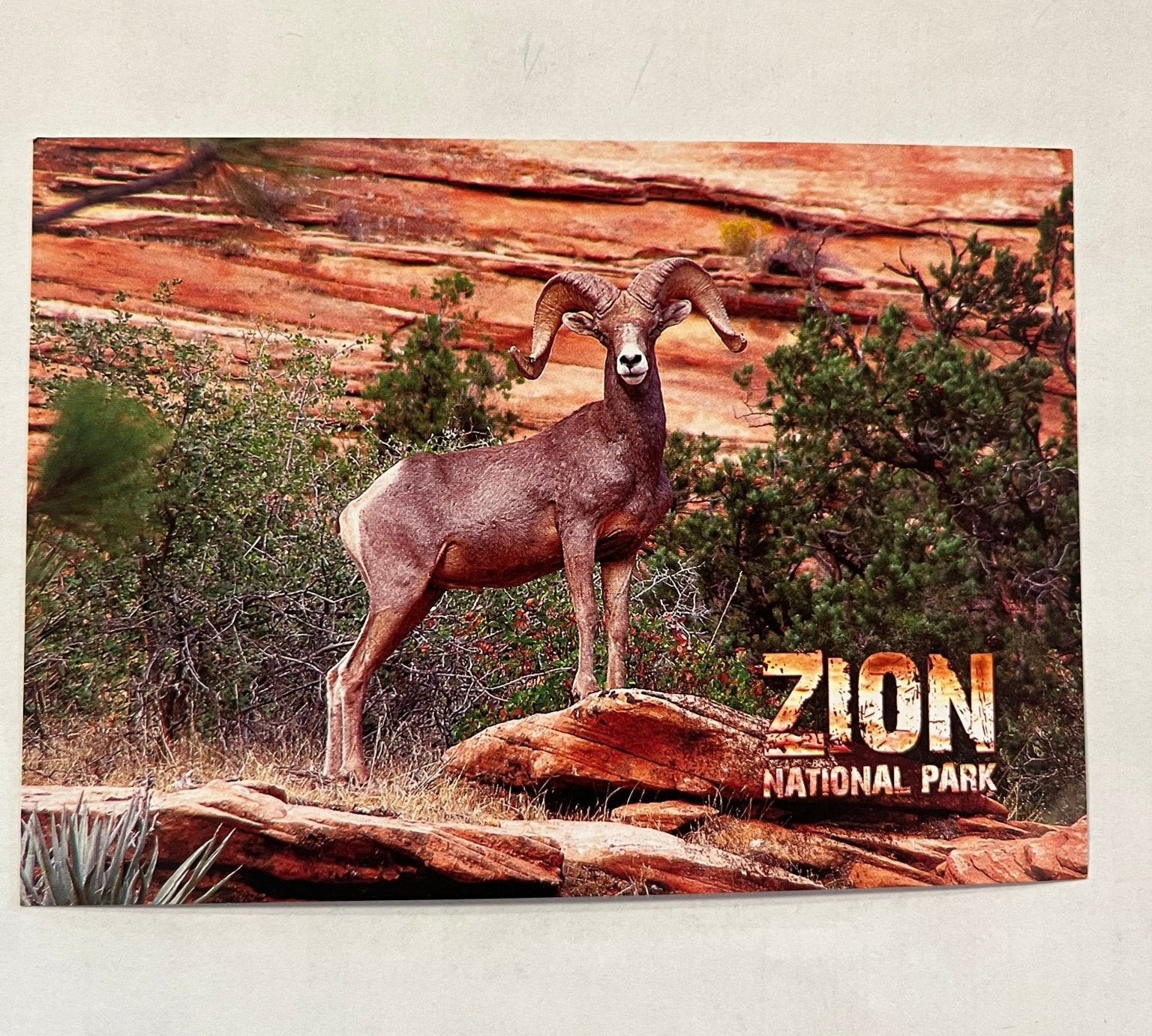 Postcard - 4X6 Impact - Zion Natl Park Forever Project