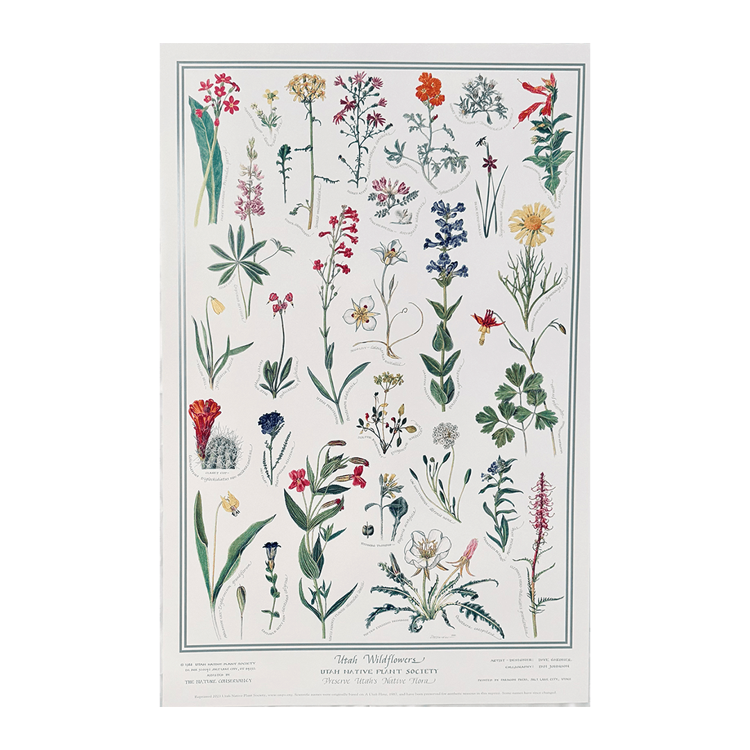 Poster - Utah Wildflowers - Zion Natl Park Forever Project