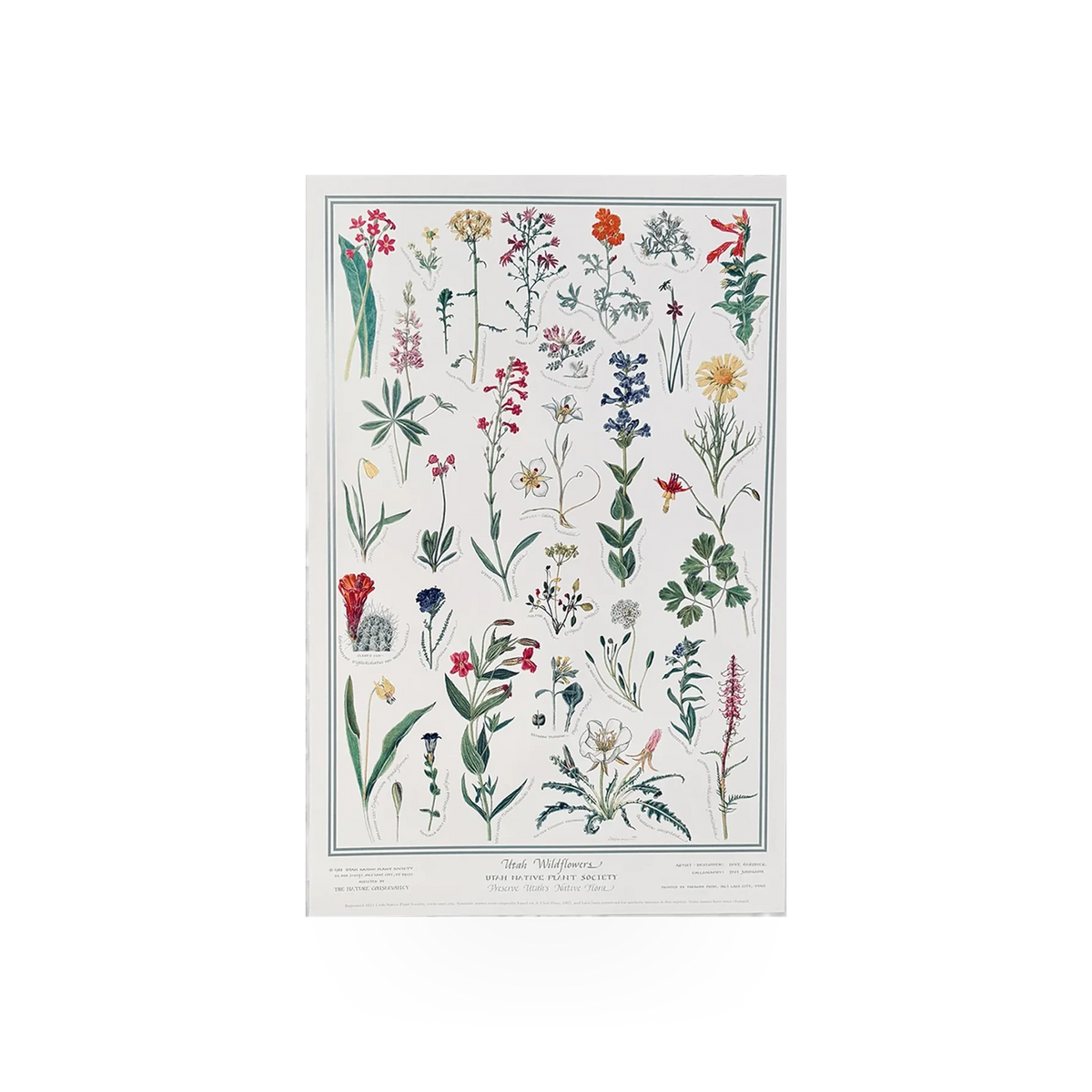 Utah Native Plant Society poster showcasing colorful Utah wildflowers in a natural botanical illustration style