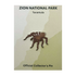 Pin - Animal - Tarantula - Zion Natl Park Forever Project