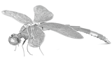 Toy - Metal Earth - Dragonfly - Zion Natl Park Forever Project